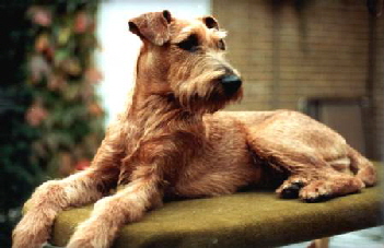 Irish Terrier Mike Irish Terrier Mike