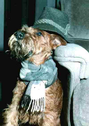 Irish Terrier Scotty