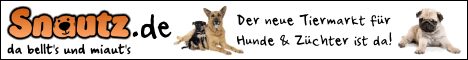 Irish Terrier Suche