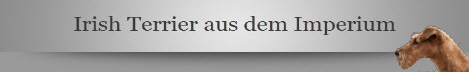 Irish Terrier aus dem Imperium