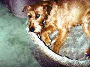 Irish Terrier Mandy