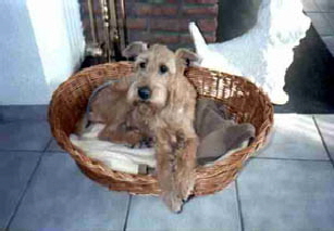 Irish Terrier Mandy